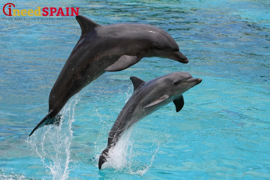 Шоу дельфинов в зоопарке Барселоны